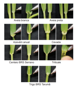 Diferenciação de espécies de forrageiras anuais e cereais de inverno de duplo-propósito no estádio vegetativo pelas estruturas morfológicas foliares (lígula e aurícula).