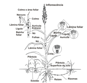 Partes de uma gramínea genérica