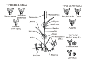 Partes de uma gramínea e tipos de lígula  de aurícula e de pré-foliação.