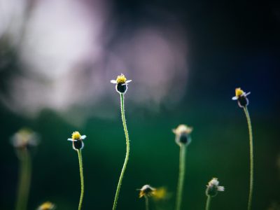 close-up-of-flowers-growing-in-field-333779