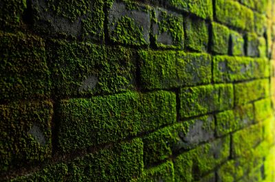 photography-of-bricks-covered-with-moss-1089280